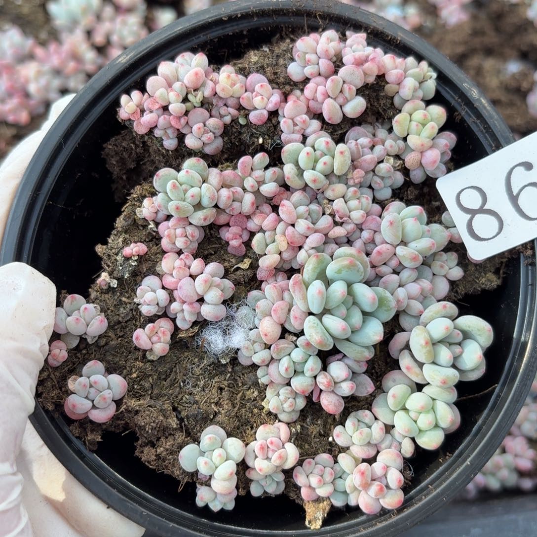 多肉植物多肉植物869