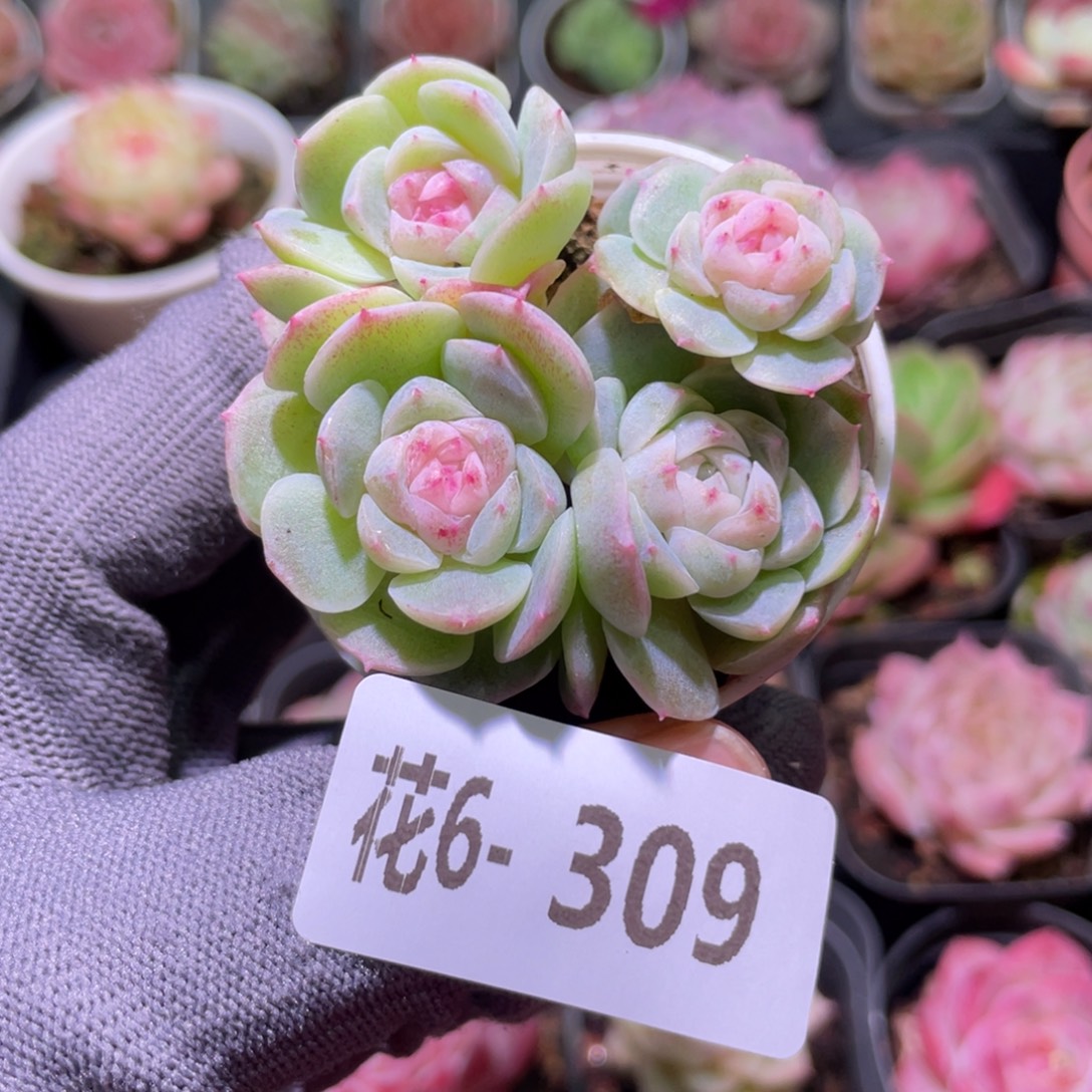 花利美6-309新品珍妮