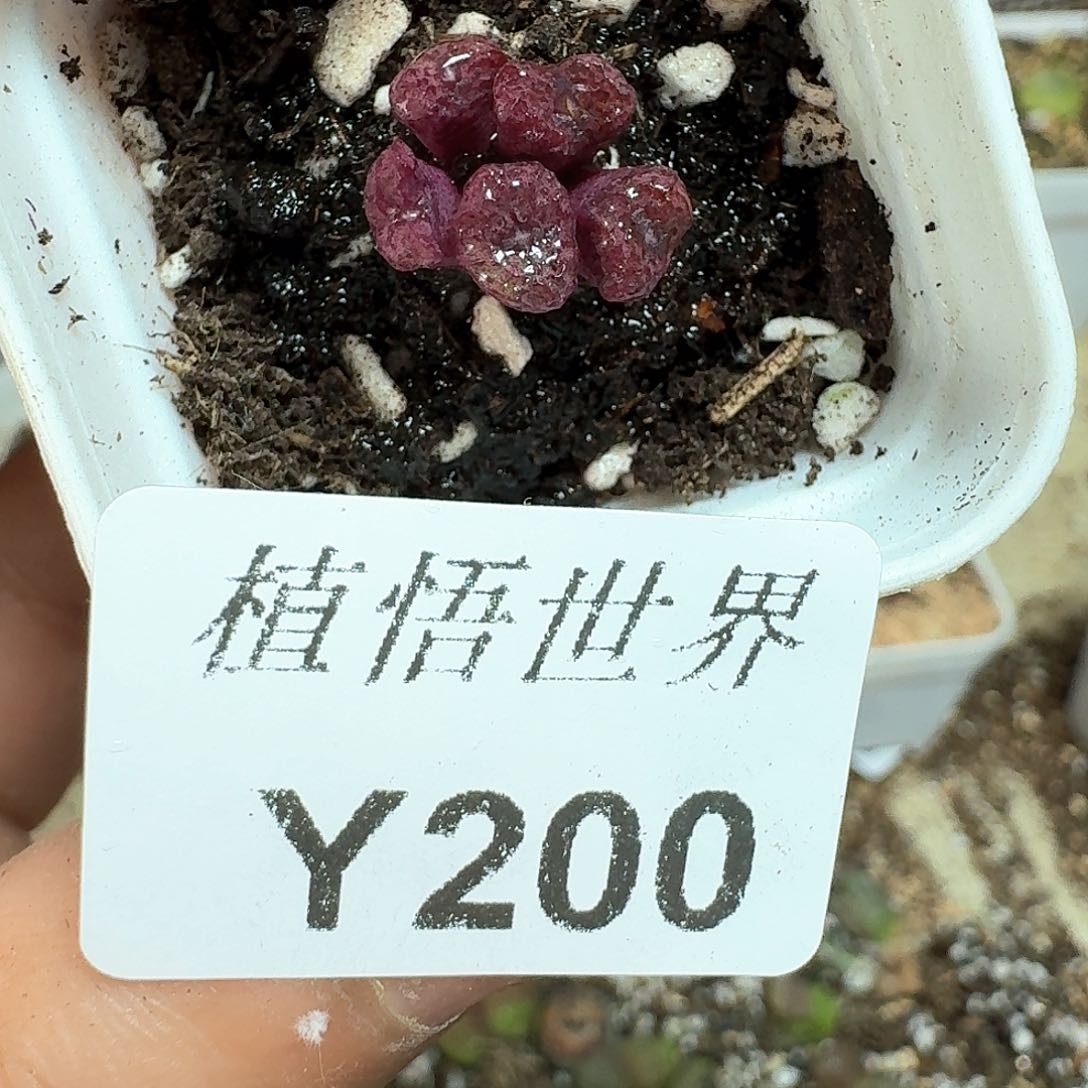 200号多肉植物哇f f