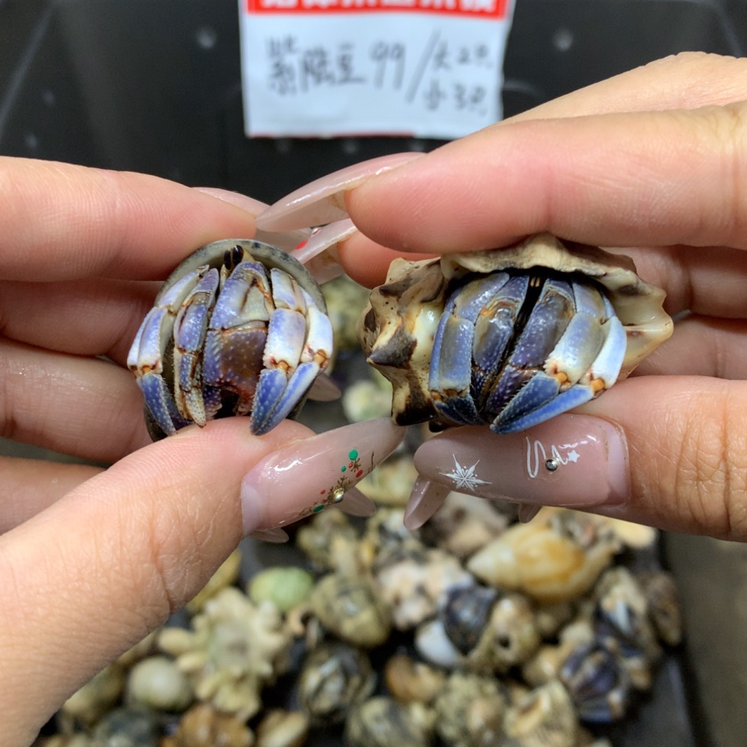 M****2只寄居蟹出售、不退不换