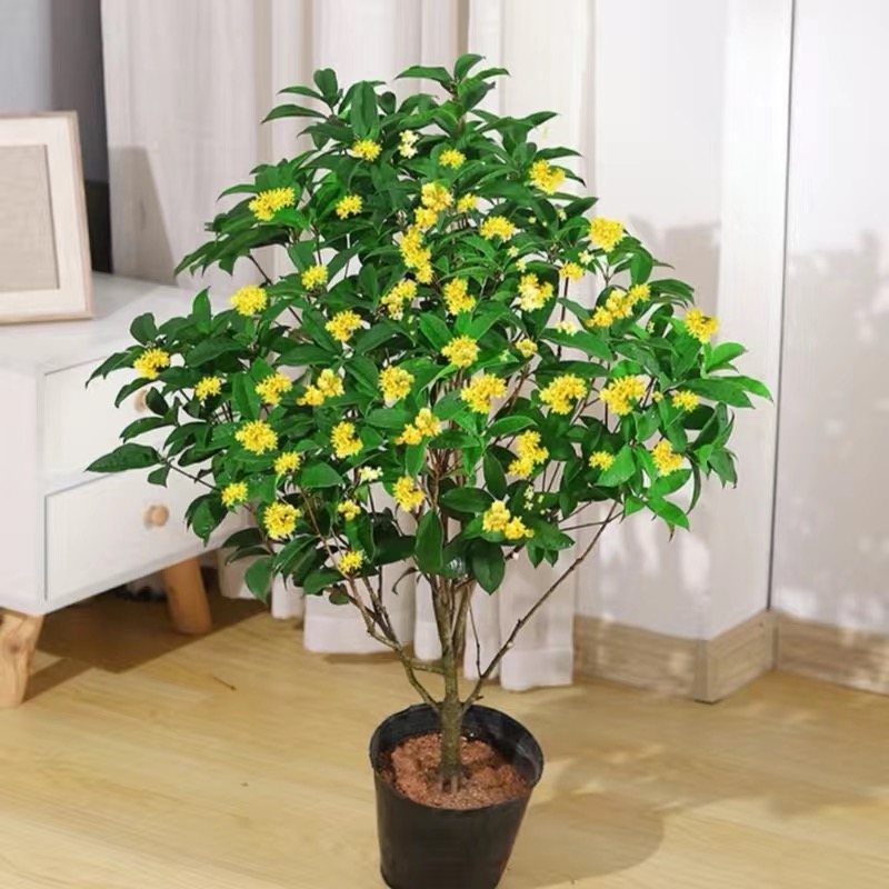 四季桂花月月桂（八年苗）开花带香味阳台庭院室内外好养花卉绿植