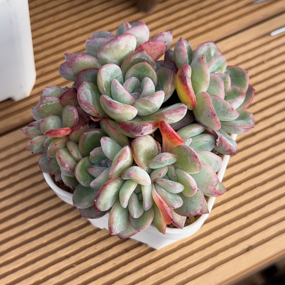 泡芙 多肉zzzzzzzzzzzzzz