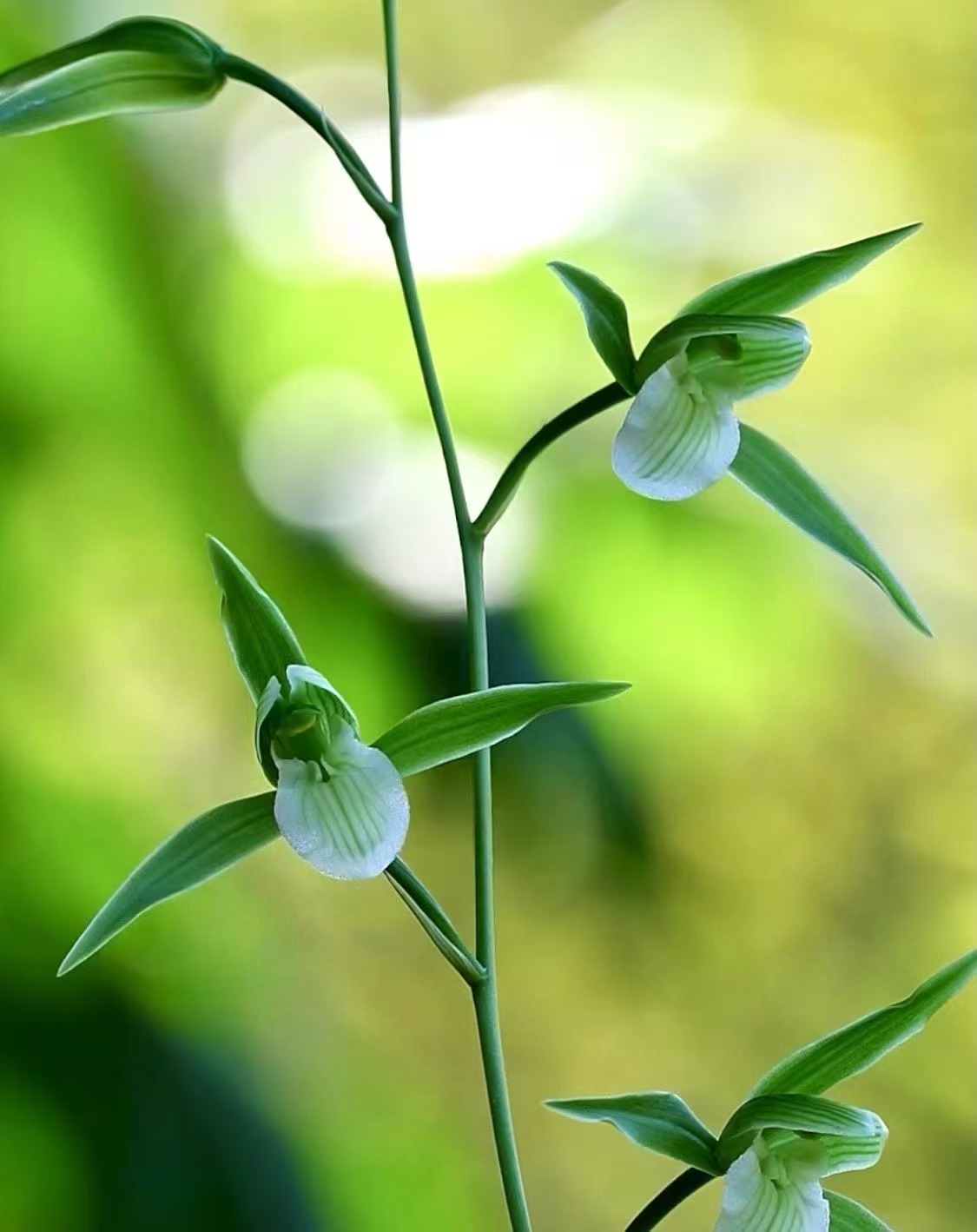 兰花邱邱唐一物一拍链接请勿自行下单