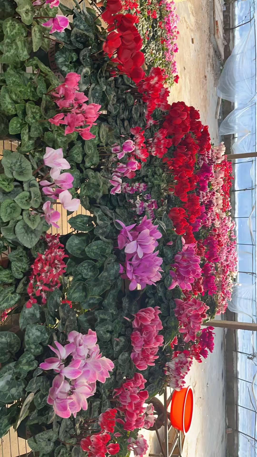 仙客来盆栽进口一代四季开花超稀有植株好养活原土原盆带花苞发货