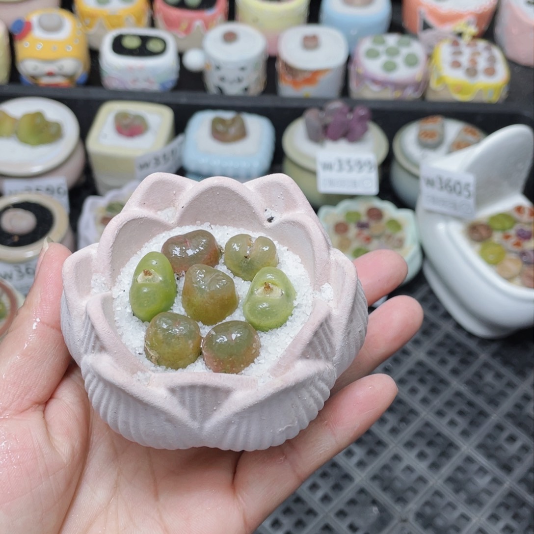 w3607 -零下地区拍保温箱-15支持寄养