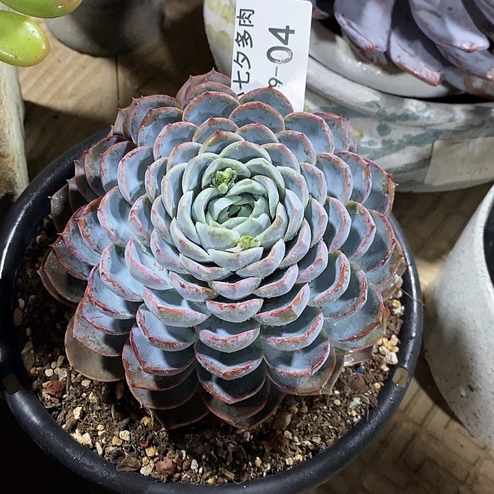 有****小七夕多肉胖虎04