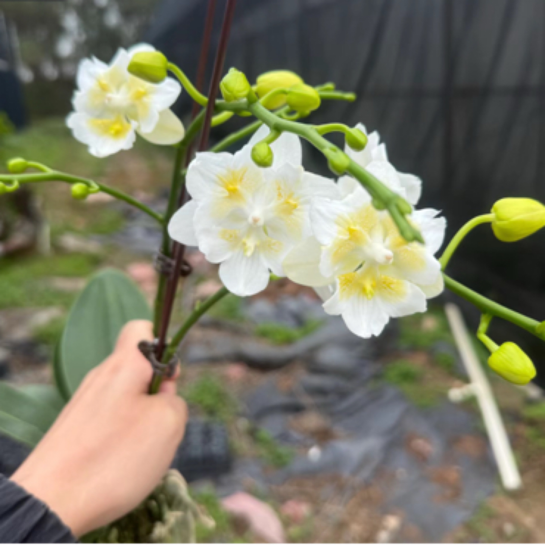 【80后花大叔】一物一拍良心安利蝴蝶兰