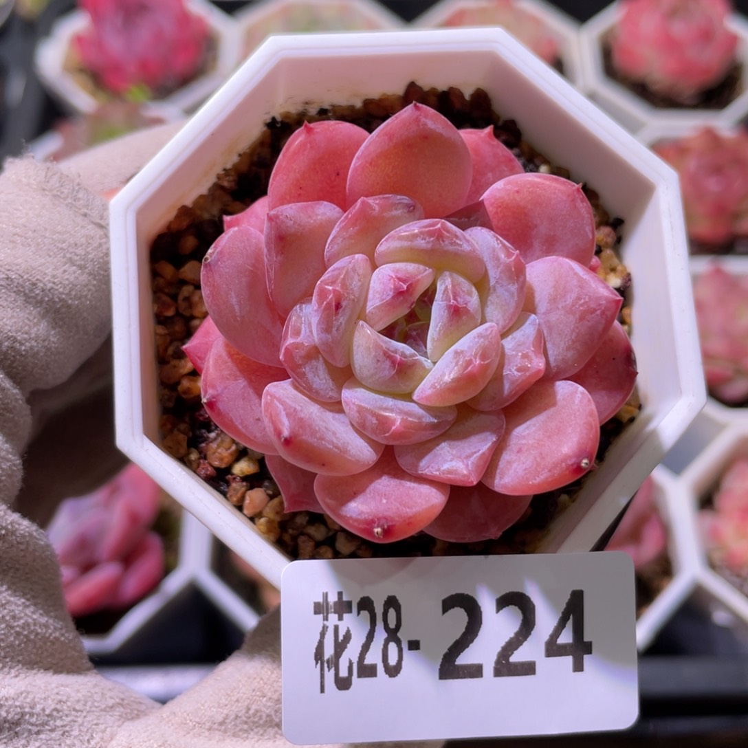 花利美28-224精选糖心