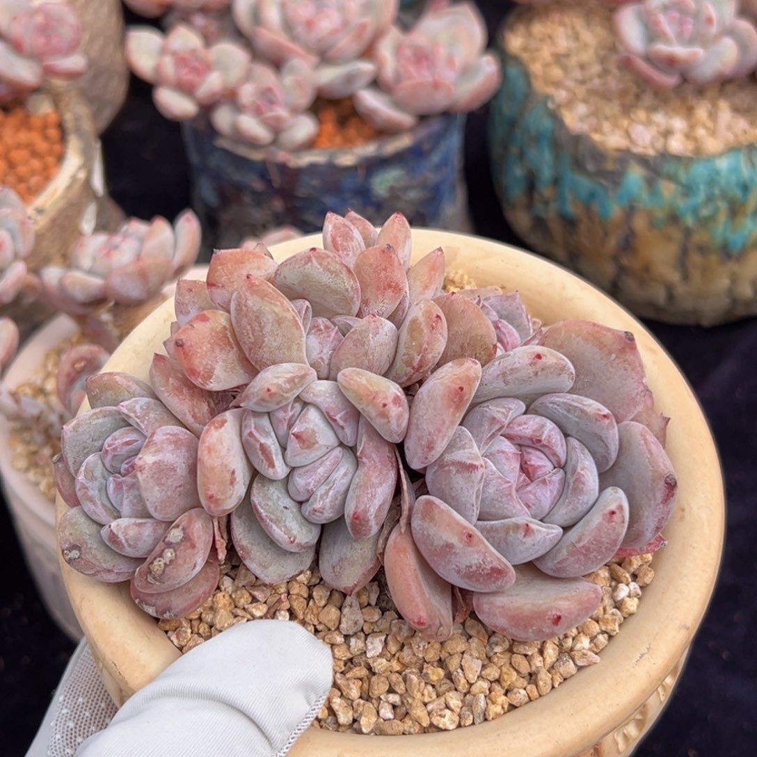 新年快乐 新年快乐