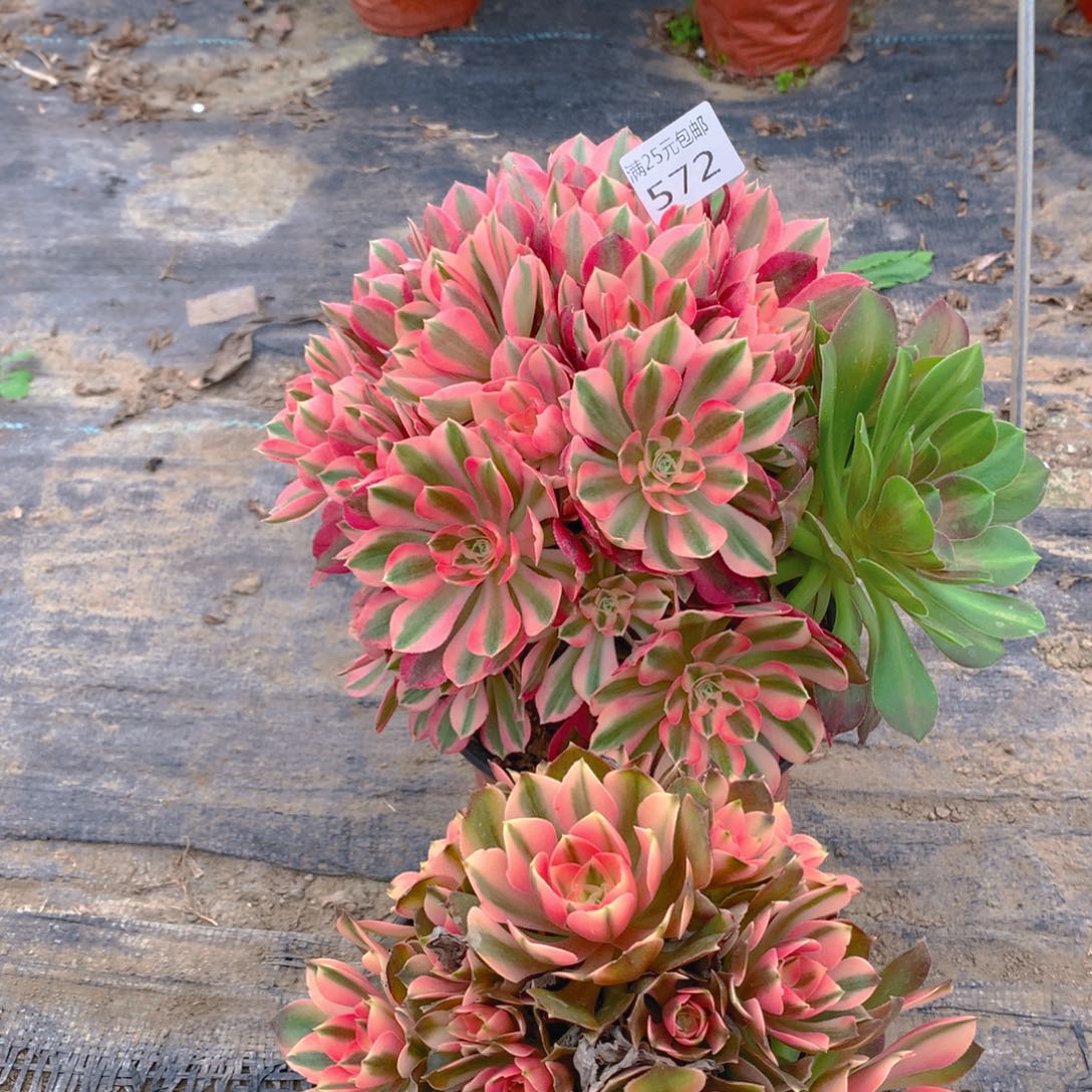 572法师组合2个老桩