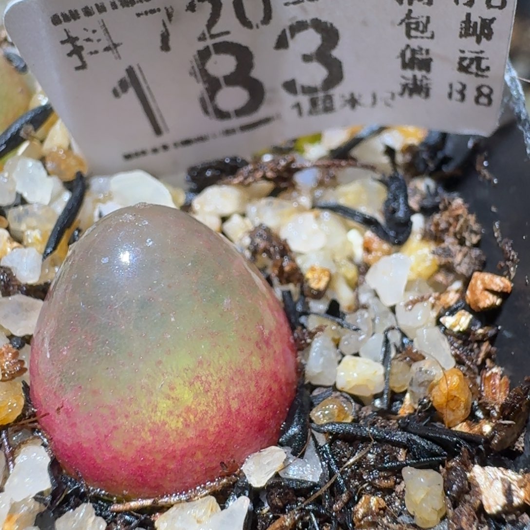 Sss生石花清货183