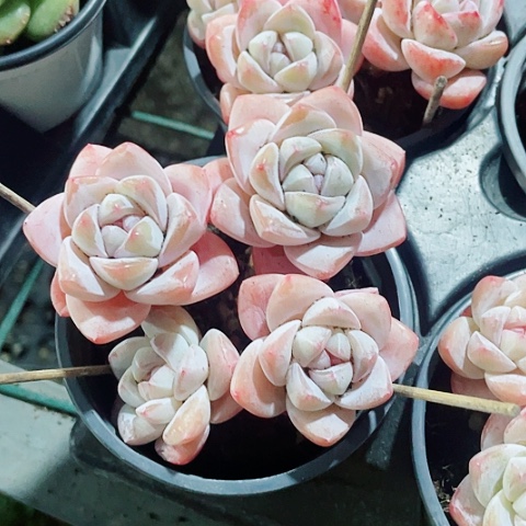 冰玉28.8一盆55666896