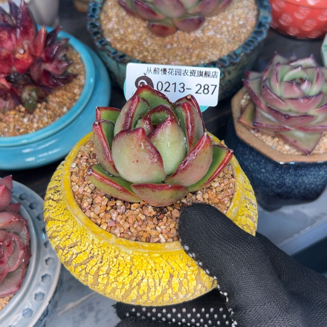 多肉一物一拍0213-287