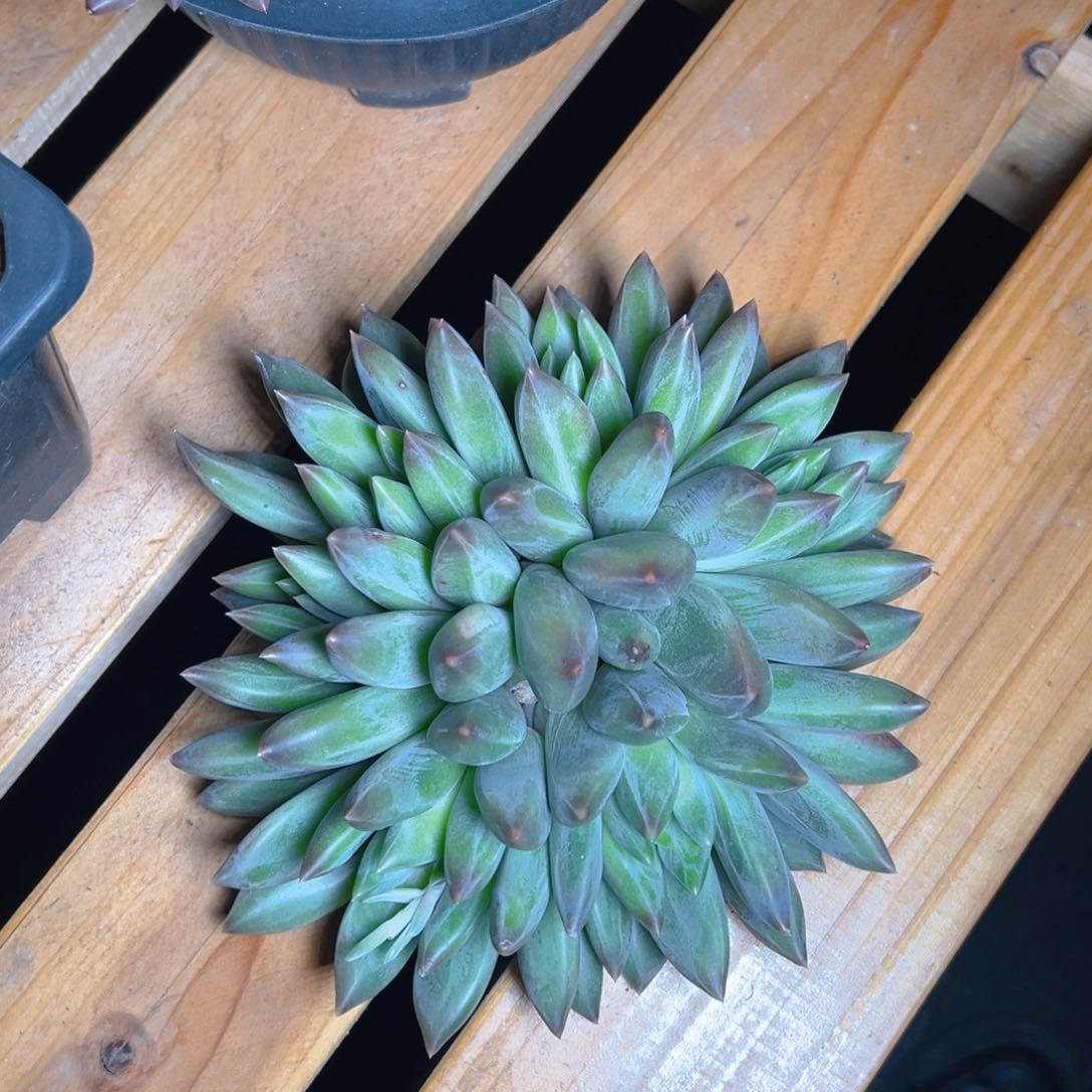 阿曼1111111111111111