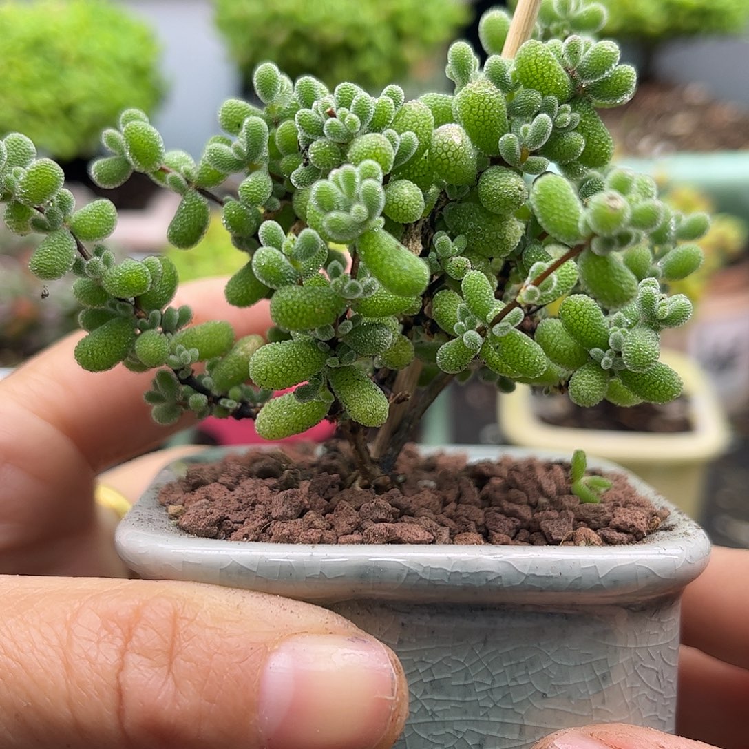 20翡翠带盆优选枝干