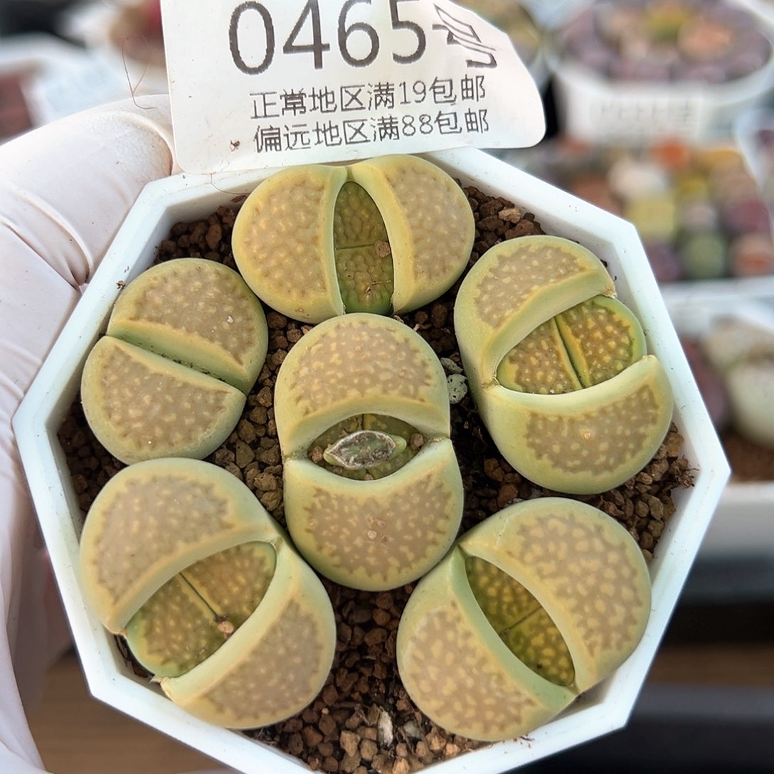 好养易活生石花大母本0465