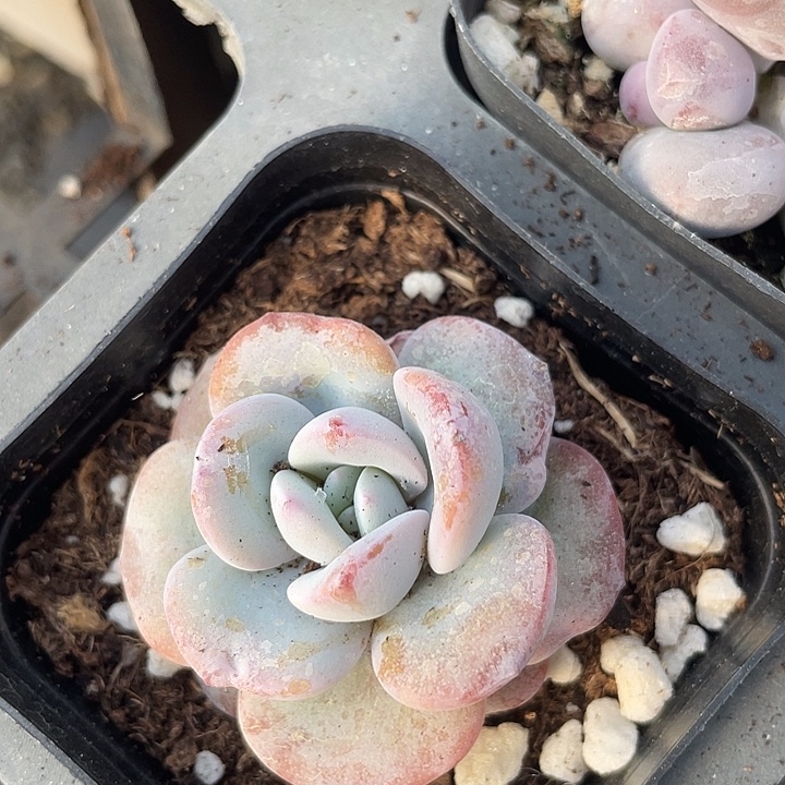 奶茶单头随机发满18包邮