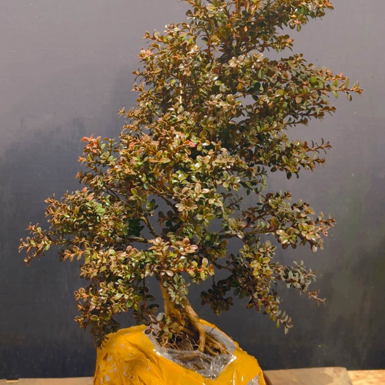 【闪购商品】完全开放