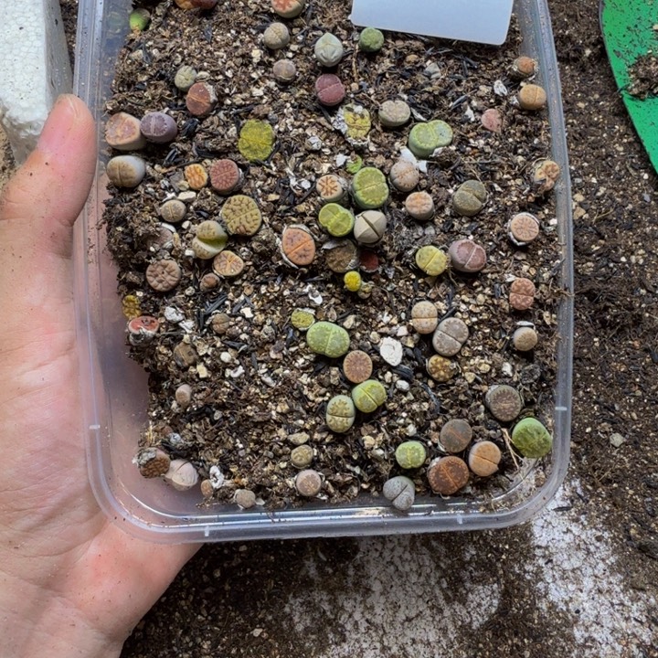 多肉植物和植物等133