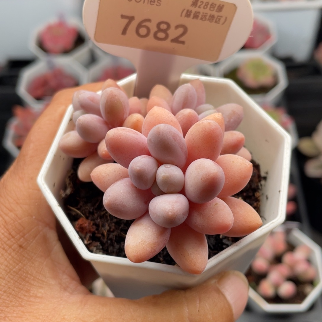 粉色恋人7682-6.0厘米