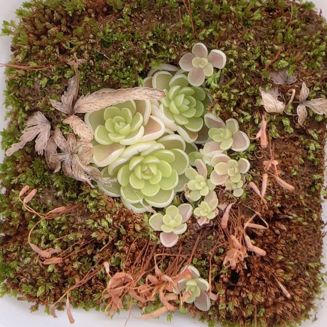 花语多肉1221-157爱丽丝