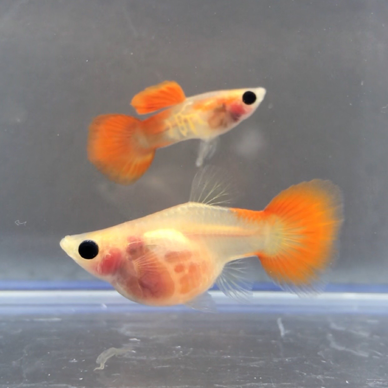 越南进口原线银河红尾玻璃猫（带白子基因）