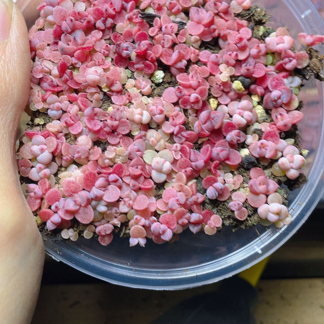 *****多肉植物多肉植物664