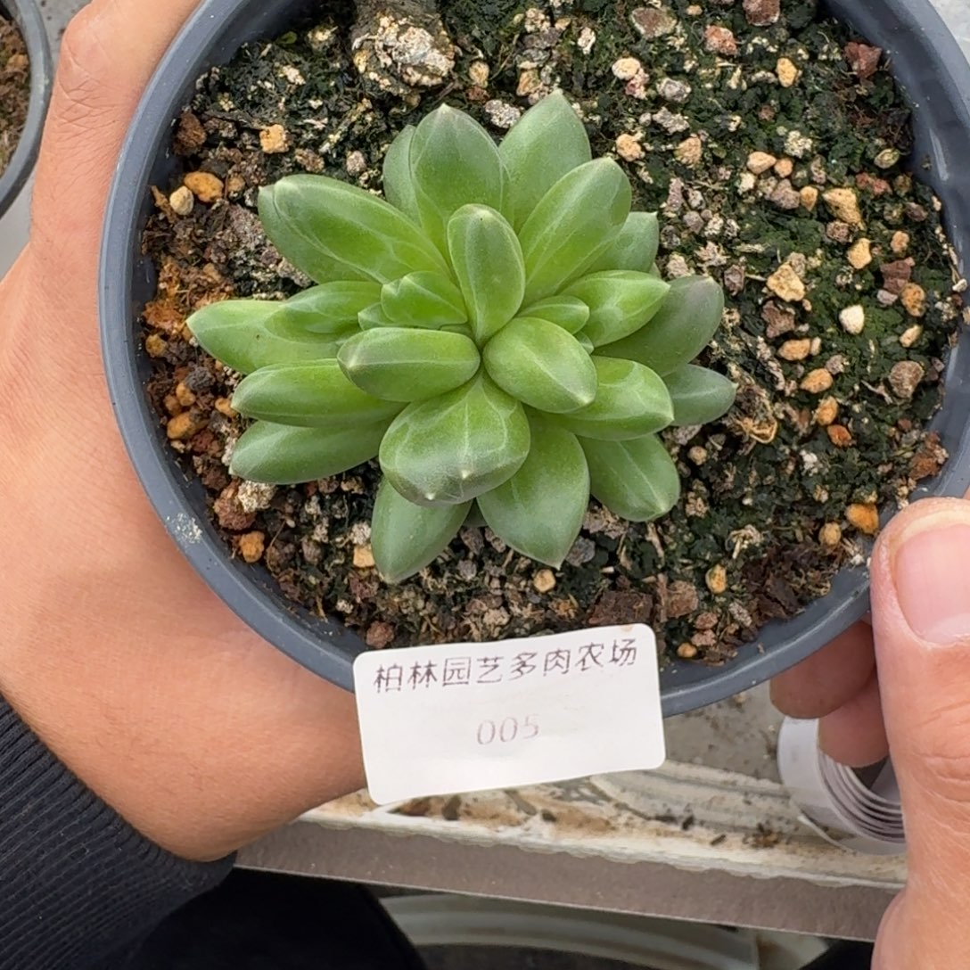 005 领航员 缀化 一物一拍