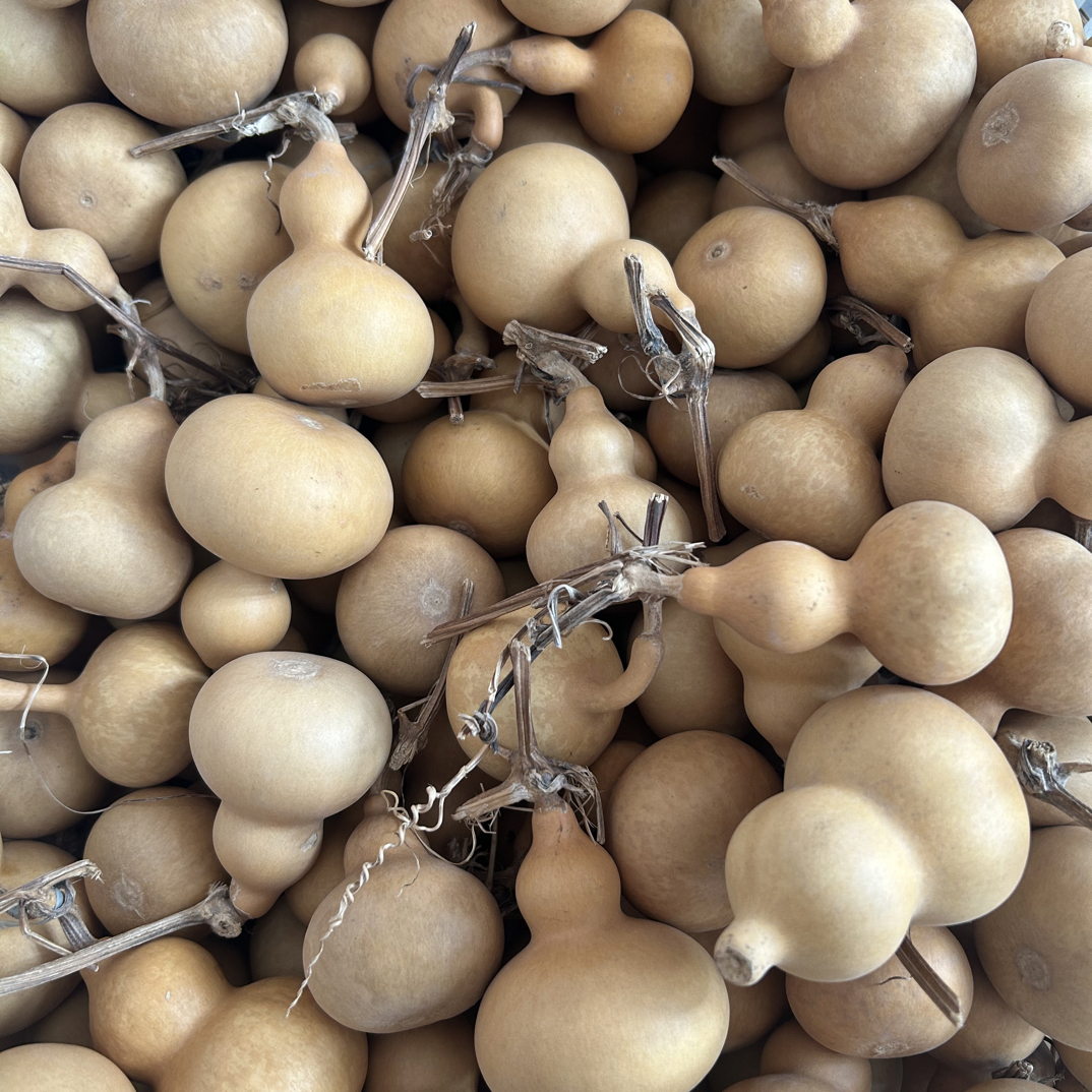 美果葫芦  微瑕通货  不保龙头  完美主义慎拍