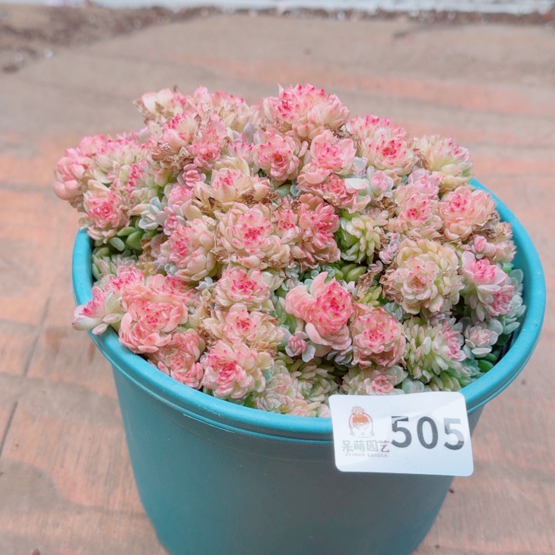 泡***x多肉植物多肉植物