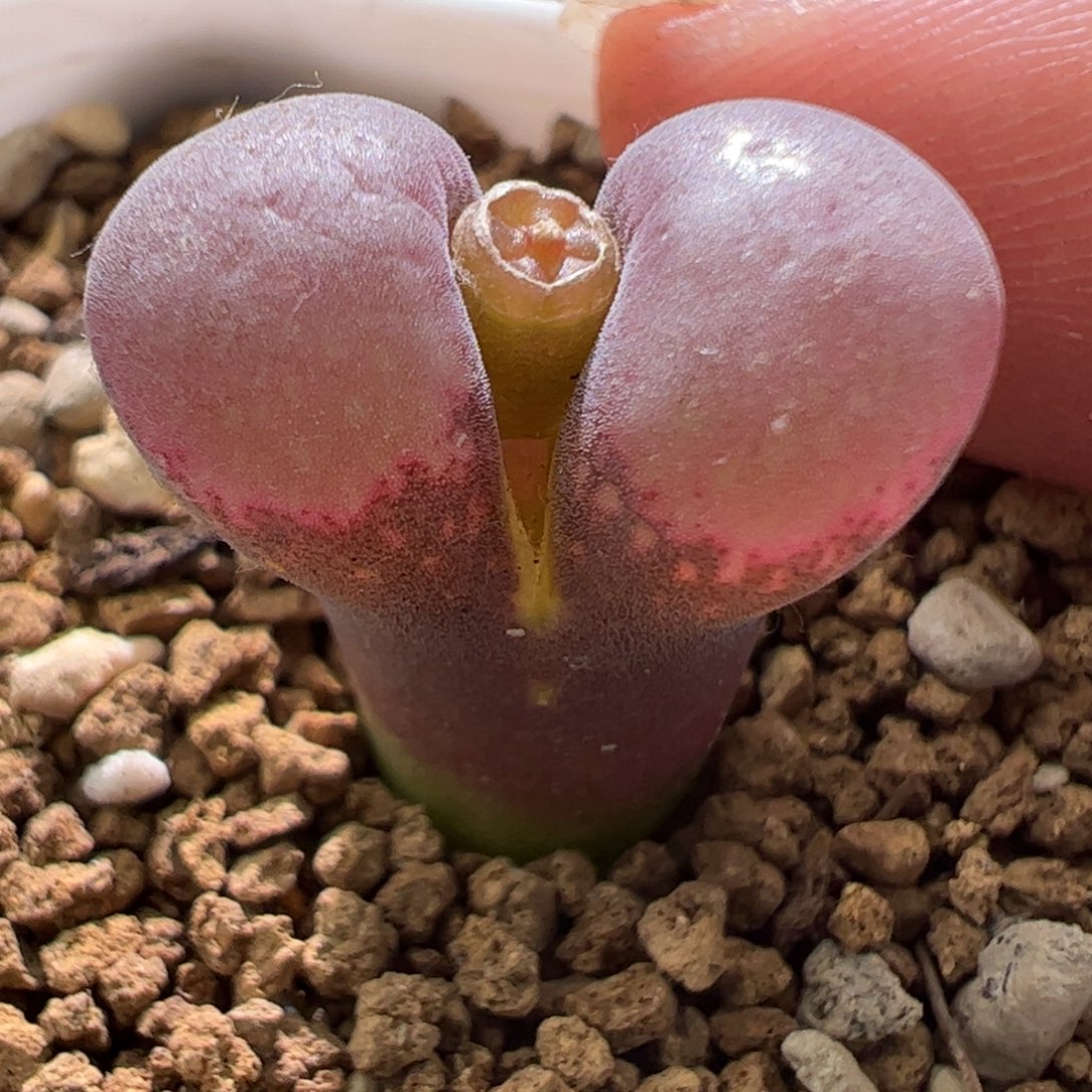 Pnsp 风铃全红一颗816。  