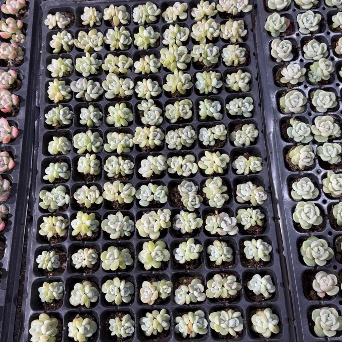 无名一物一拍专拍