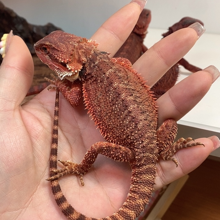 鬃狮蜥隐果弟弟瑕疵