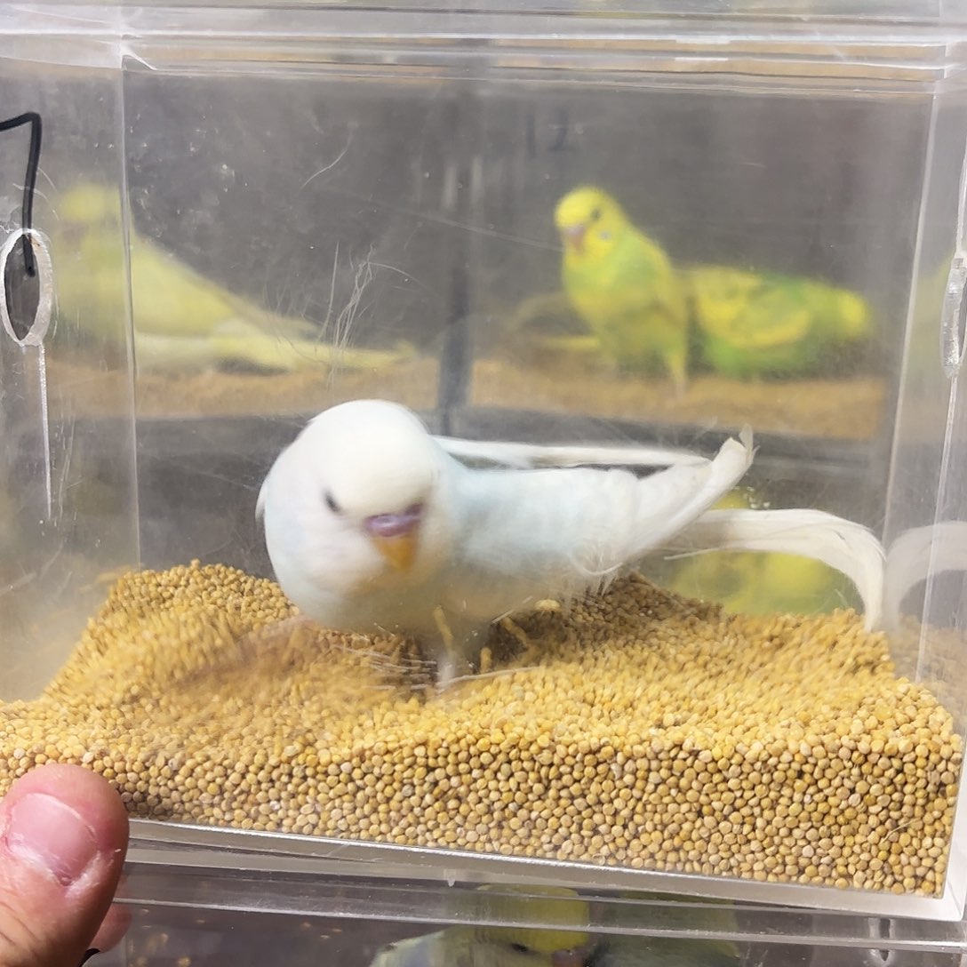 花****虎皮鹦鹉大头一只