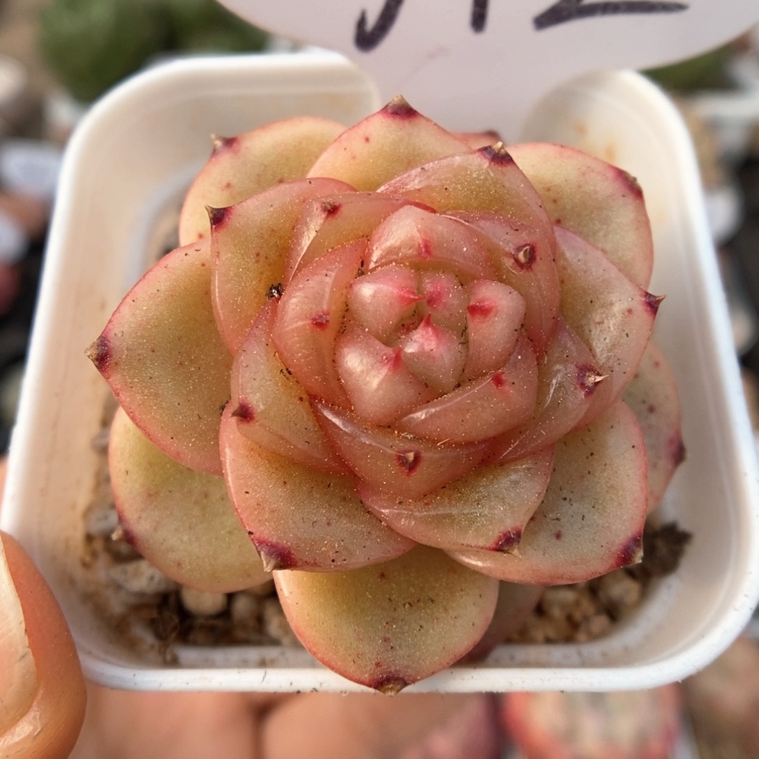 玉芷珍妮可拍772号。