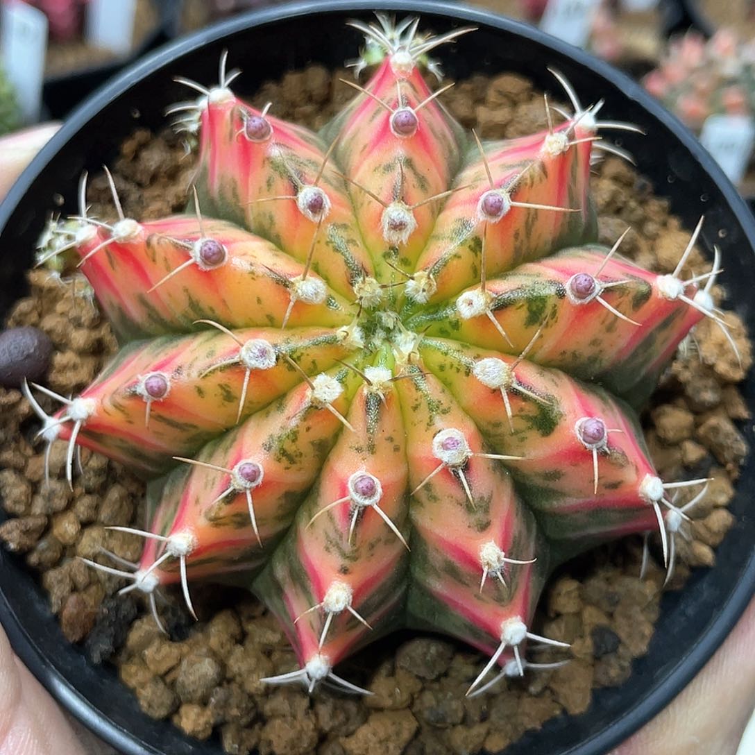 泰系名品侧，甜橙