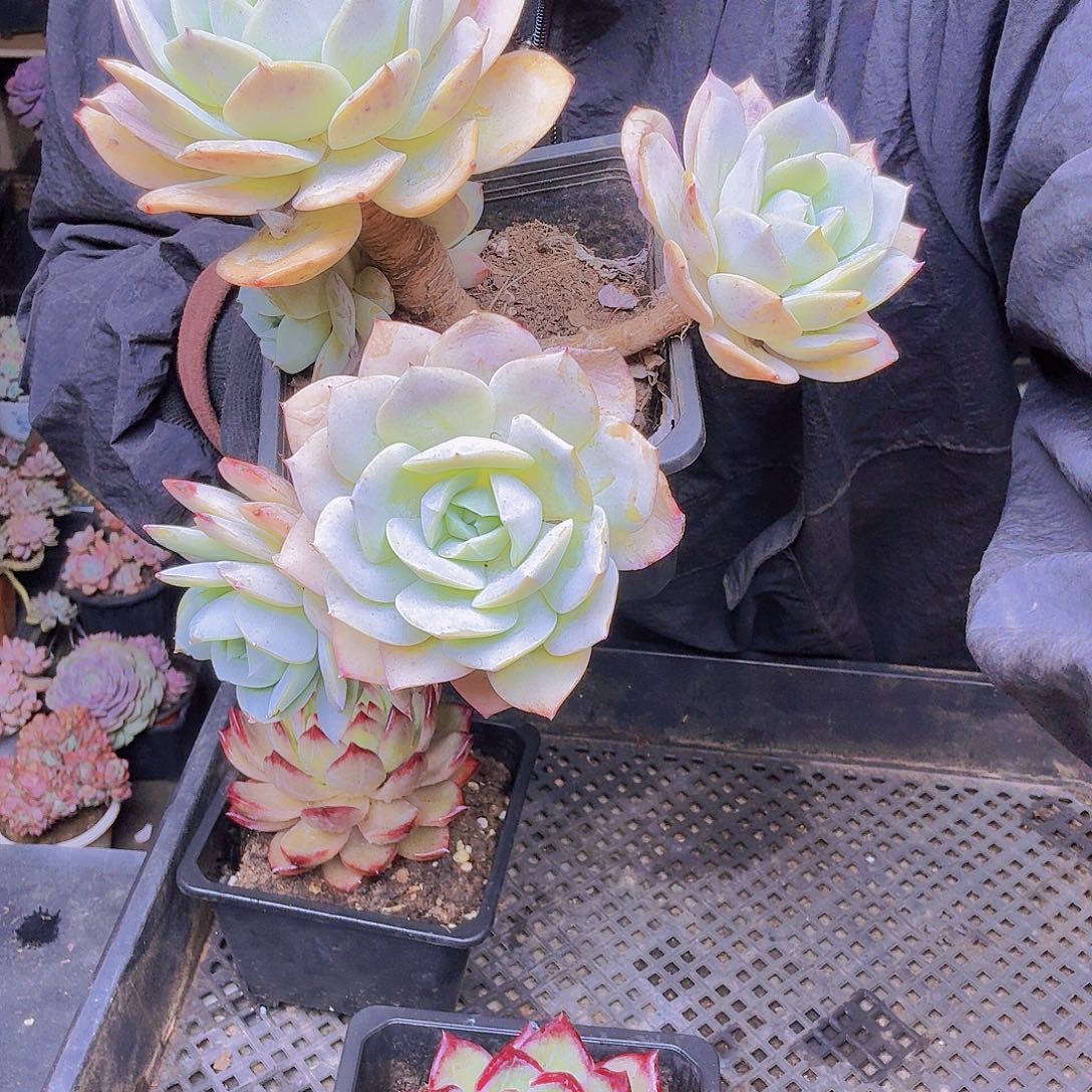 你***年026恋曲一物一拍恋曲