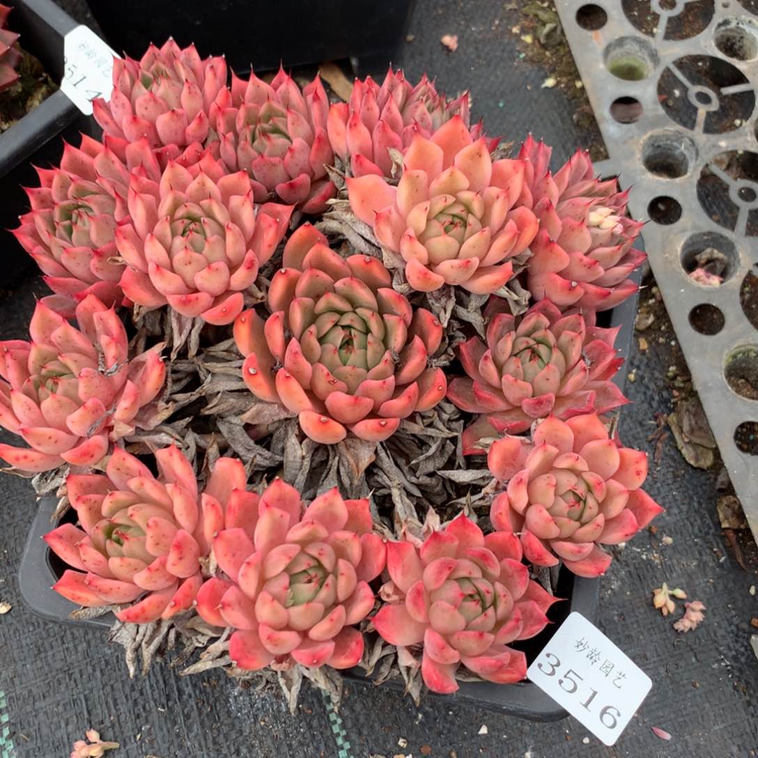 3516杂交精品基地18厘米