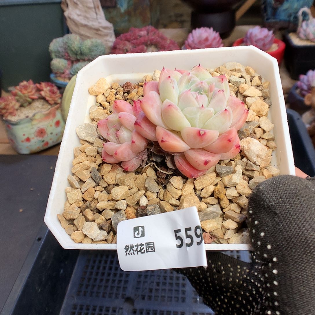 559佳人多肉植物6663