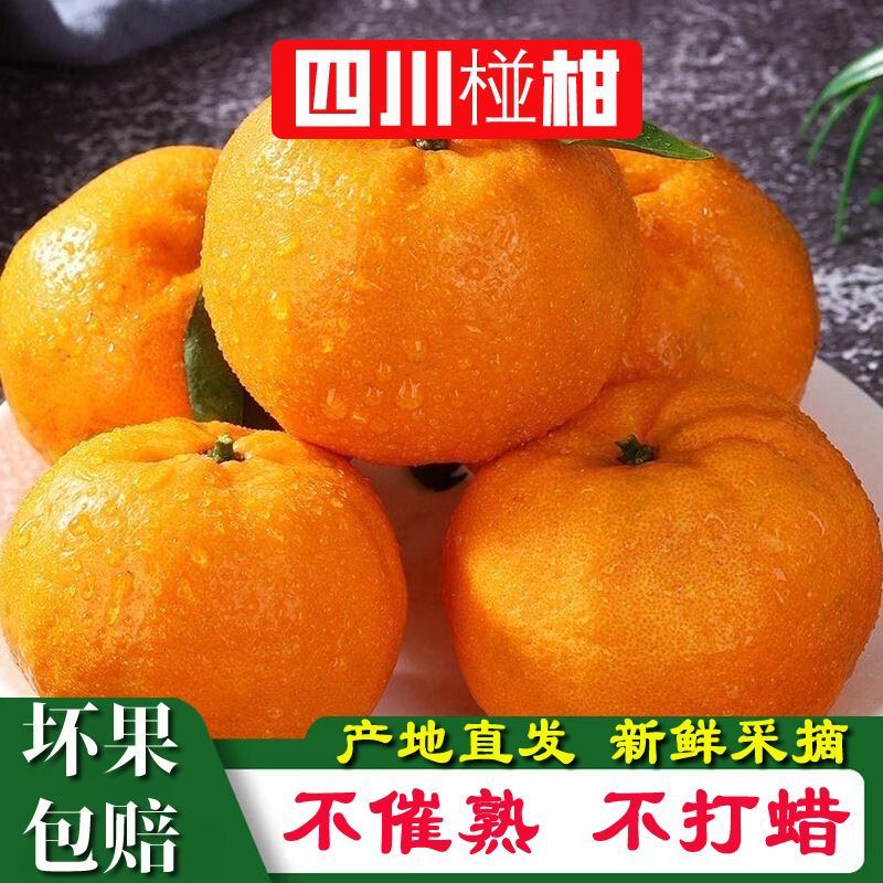 【老品种碰柑】正宗四川高山碰柑芦柑碰柑新鲜水果现摘高山橘子桔子