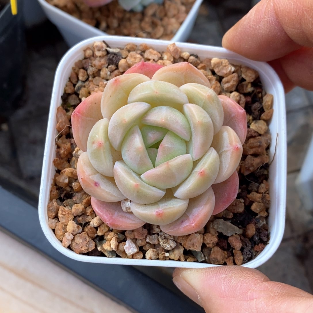 精品多肉一物一拍不包整25