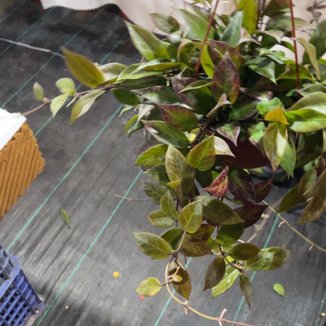 平***燕无花朵苏奈球兰品种