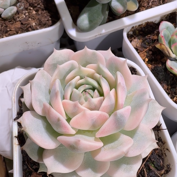 露娜莲锦多肉植物