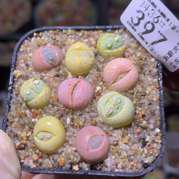 精品生石花36.397