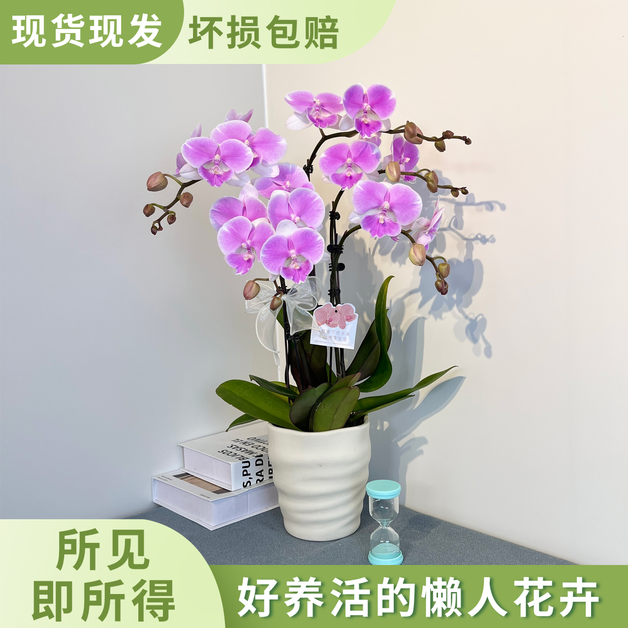 【梦幻婚礼】粉紫色浪漫优雅气质蝴蝶兰 室内客厅送人送礼花卉