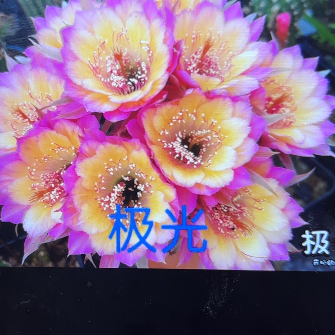 2颗带根极光侧牙20包邮仙人球28