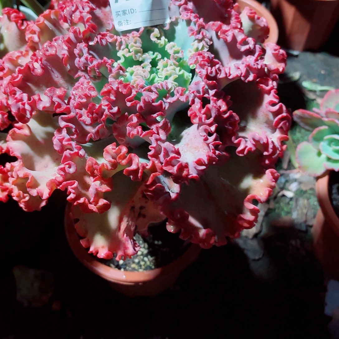 *****女王花粒多肉植物191