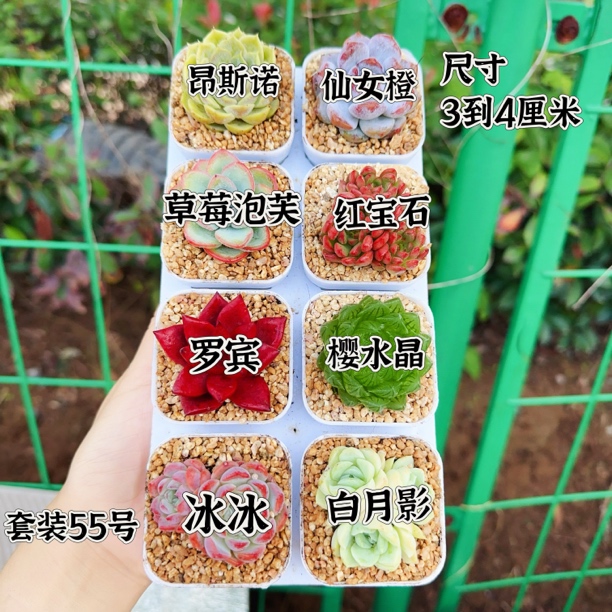 多肉植物 多肉带盆55套餐 一共8盆 盆5厘米 尺寸3-4厘米