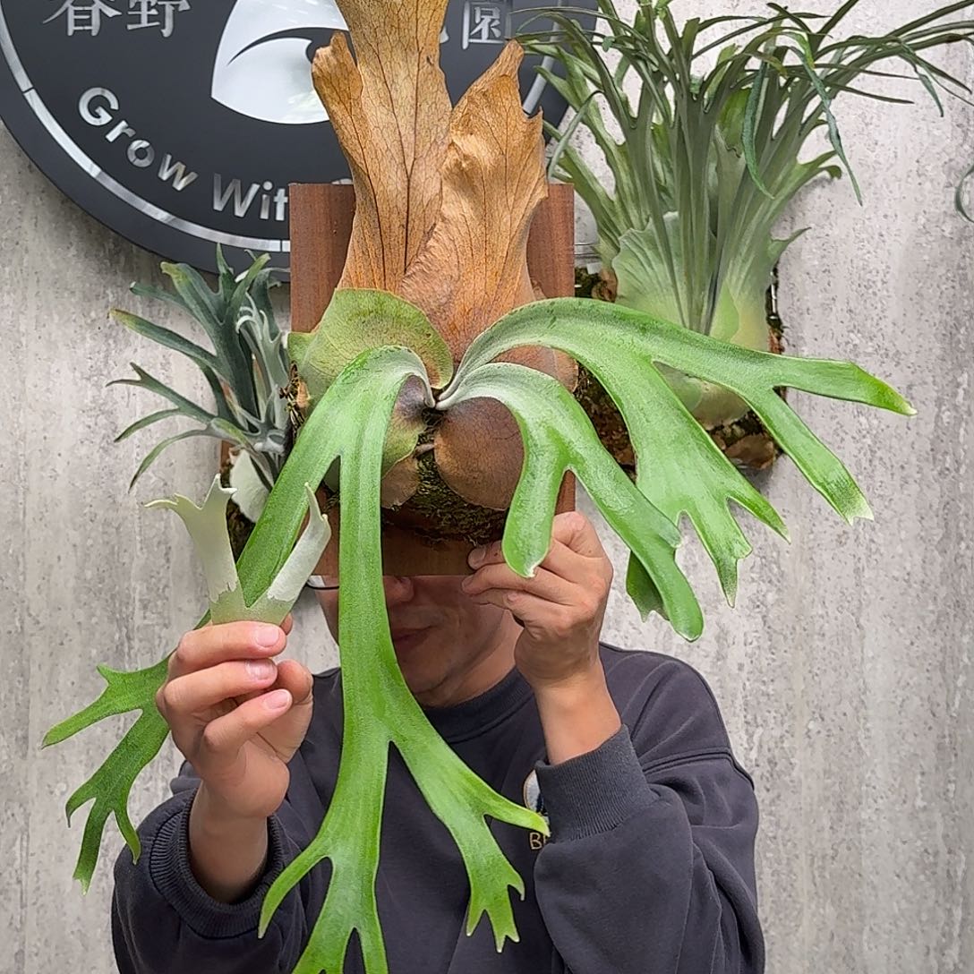 完全开放A+鹿角蕨成株春野花园