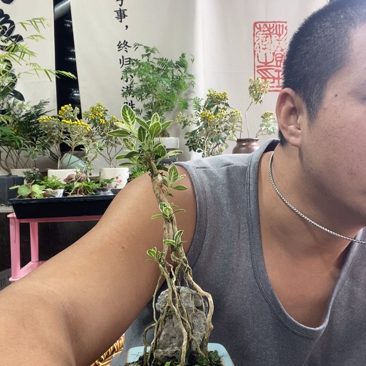 1***4以实际为准盆景绿植盆栽